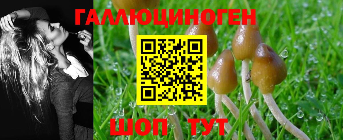 Псилоцибиновые грибы Psilocybine cubensis  Вход с VPN  Галлюциногенные грибы GOLDEN TEACHER  Новоалександровск 